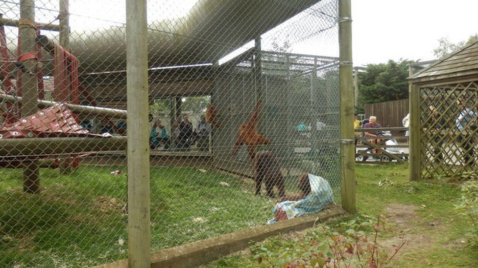 Monkey World orangutan enclosure