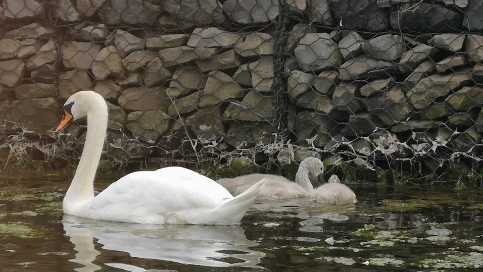 The killer swan, known as 'Mr Nasty', and his two cygnets