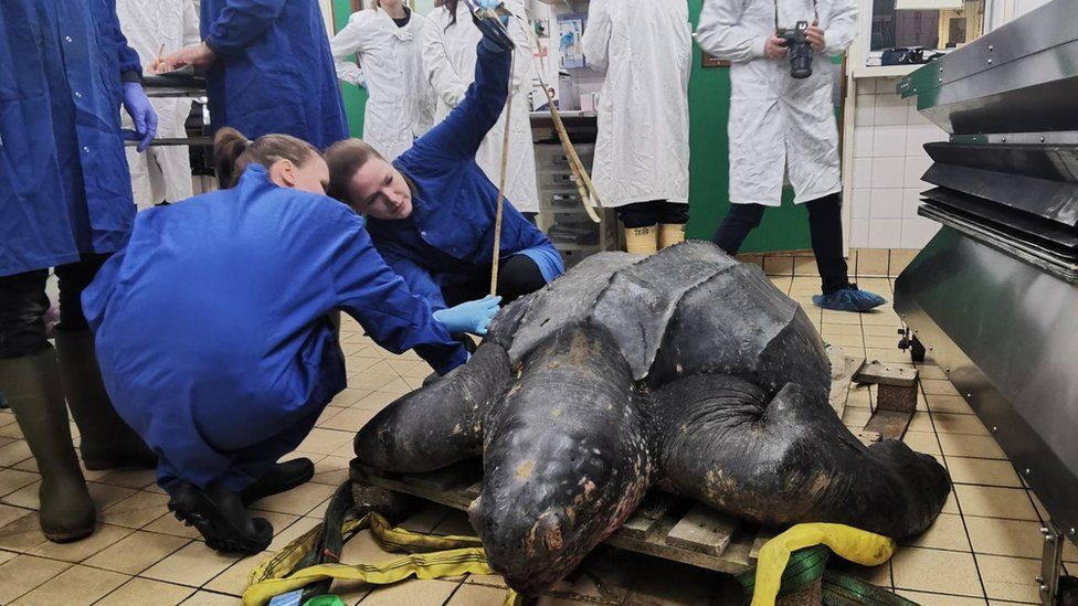 Leatherback turtle