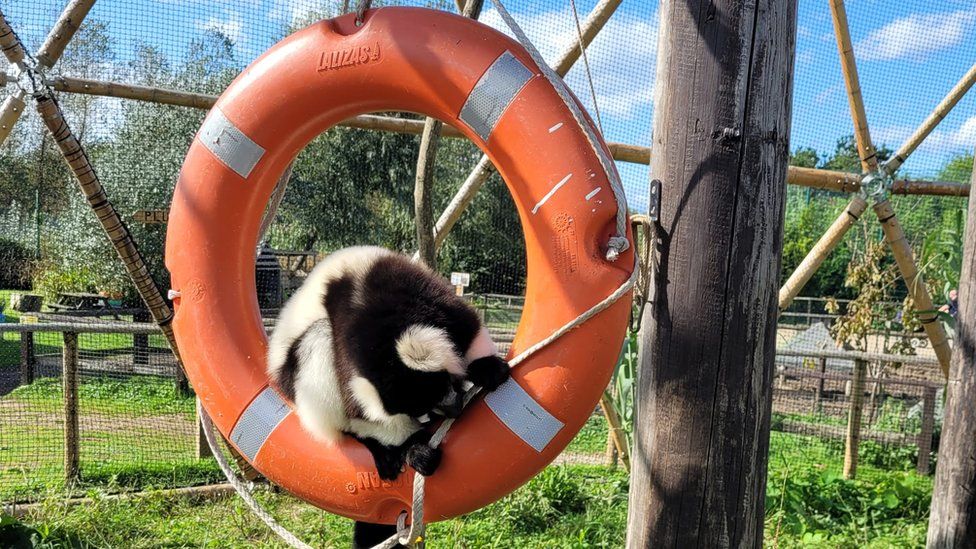 A monkey sits in a life ring