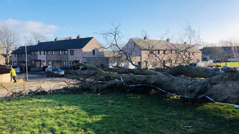 Aberdeen fatal fallen tree