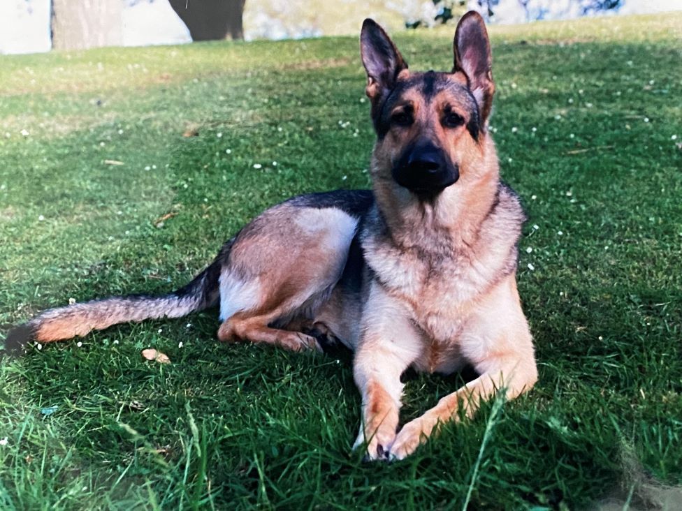 Ian's third dog, Tim, was a seven-stone German Shepherd with a personality to match