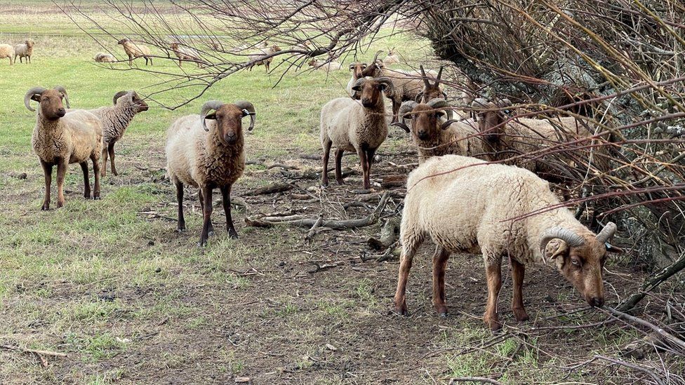 Manx Loaghtans