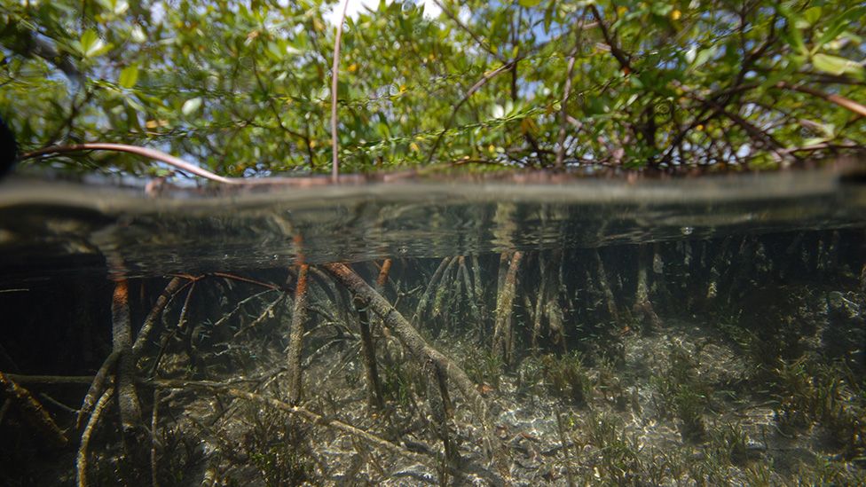 Mangrove forest