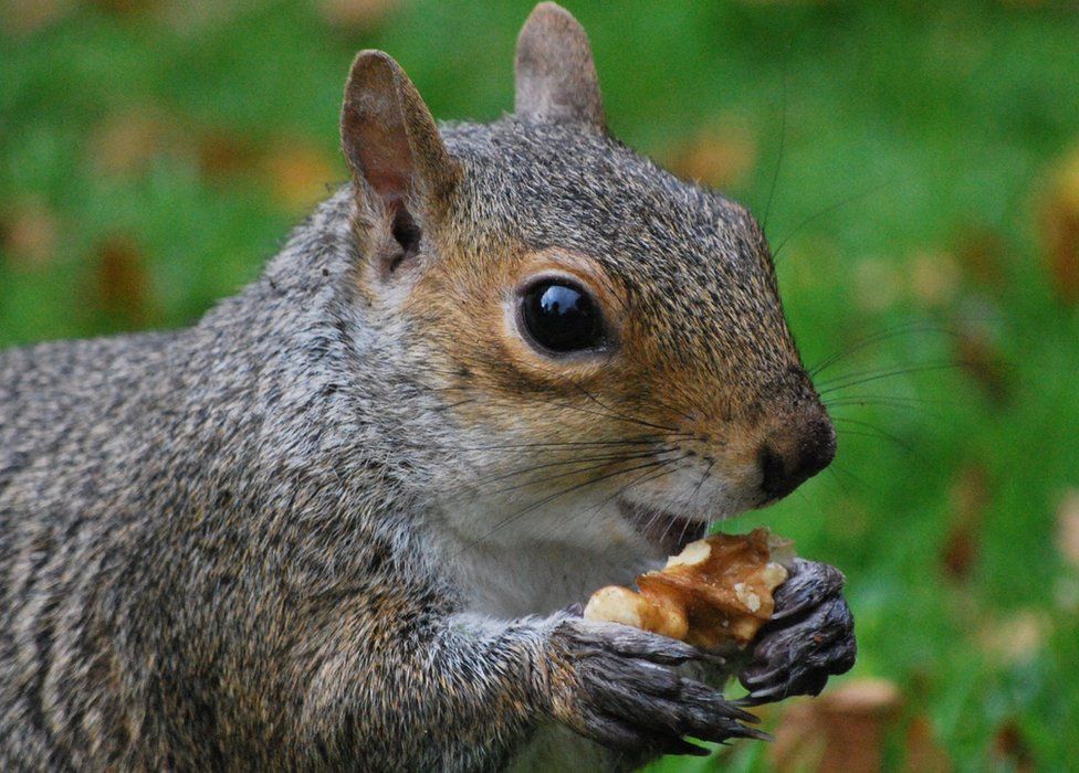I took this picture of a squirrel eating a nut in the Botanics, Edinburgh