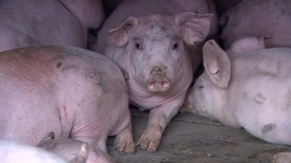 Opponents call for halt to NI pig farm developments - BBC News