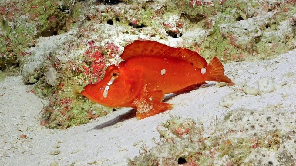 Coral reefs guide: what is coral and coral bleaching, and species to spot -  Discover Wildlife