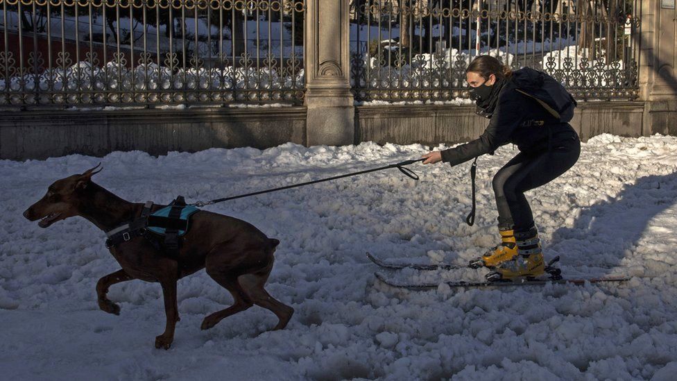 A woman on skis is pulled by her dog on a snowy street in Madrid