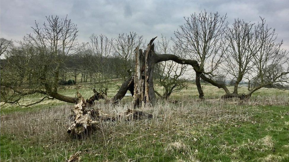 Woodland Trust 2022 Tree of the Year contenders revealed - BBC News