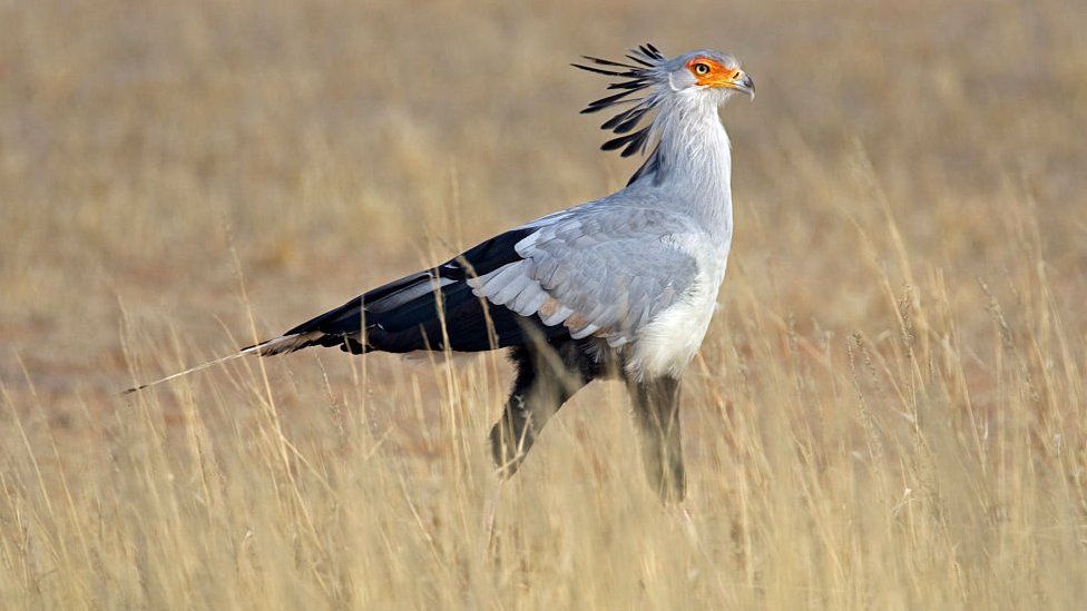 Secretary bird walking in tall grass in the Kalahari desert