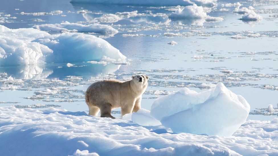 Polar bears in Greenland