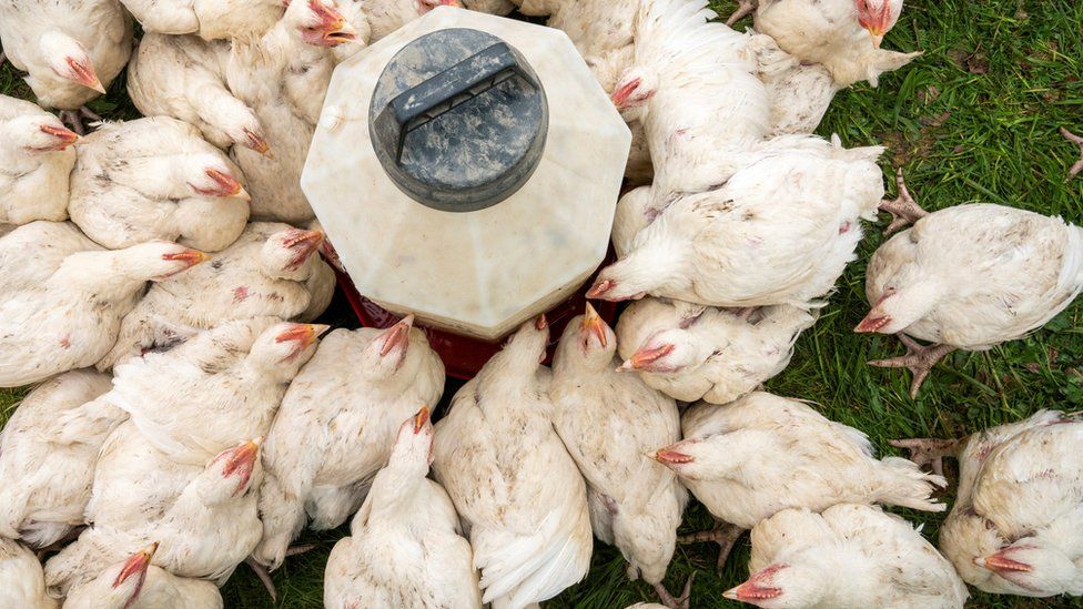 Верхний снимок цыплят, пьющих воду на ферме