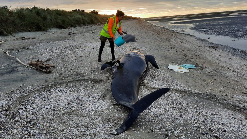A rescuer pours water over a surviving whale beached on Farewell Spit in New Zealand on Friday 18 March 2022