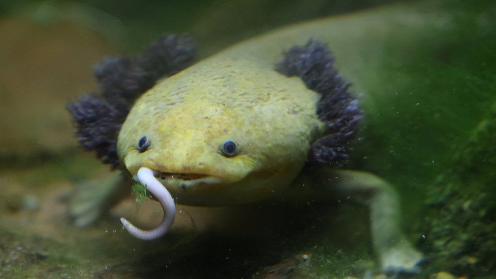 A Lake Patzcuaro salamander eats a worm