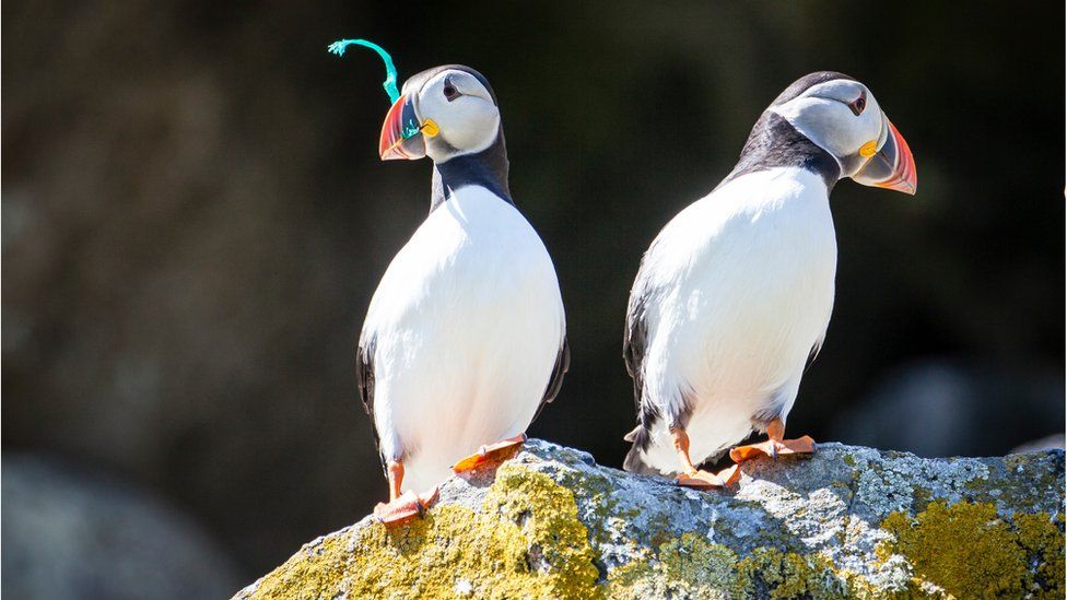 Puffins on Shiant Isles in Scotland