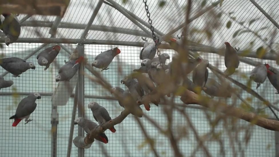 Parrots in a cage
