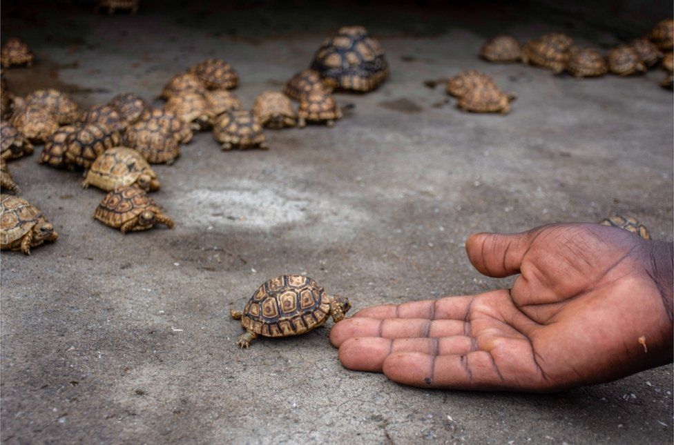 An animal handler plays with a leopard turtle at the CTC Conservation Center in Butambala District, west of Kampala, in Uganda.