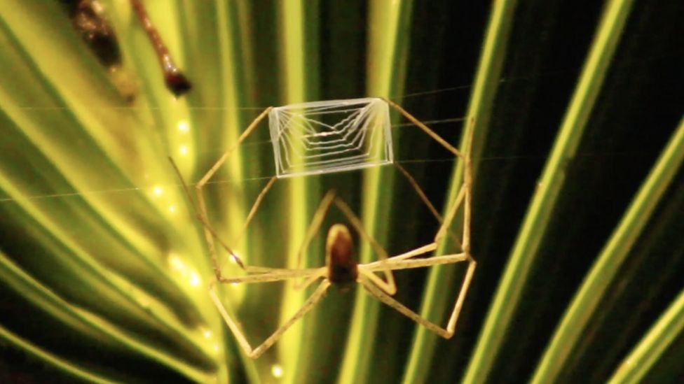 Can spiders hear? - Discover Wildlife