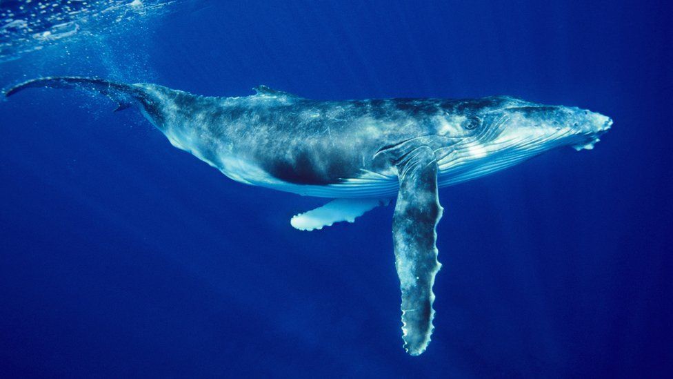 Humpback whale (^IMegaptera^i ^Inovaeangliae^i) swimming