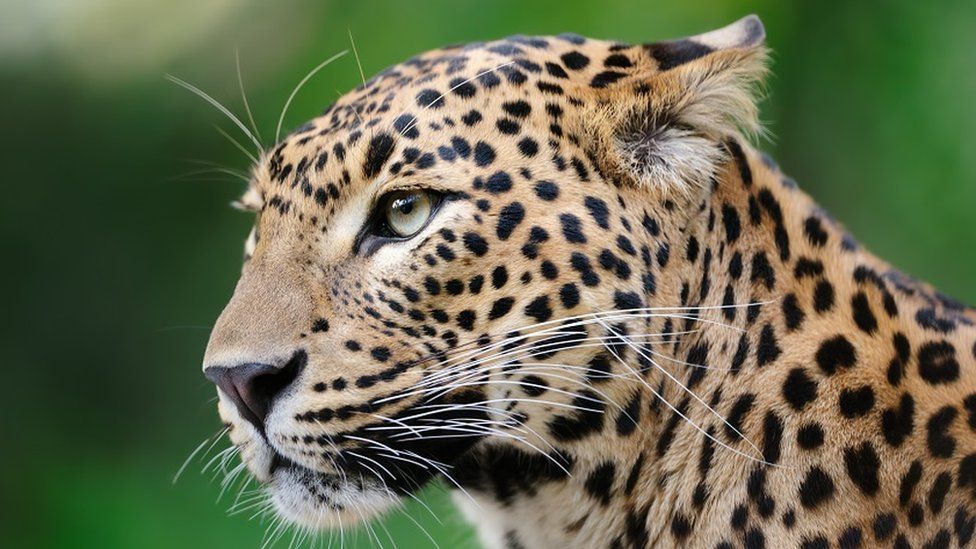 Стандартное изображение леопарда.