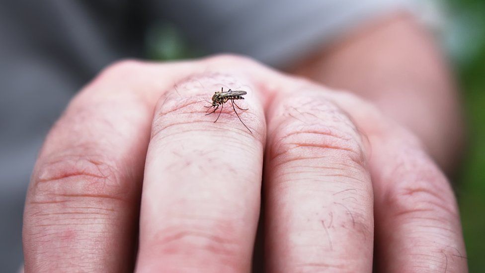 man with a mosquito on his hand