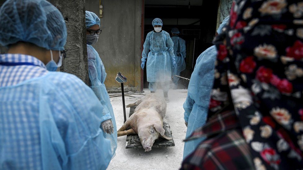 Vets weighing a dead pig in Vietnam before burying it in a quarantined pit