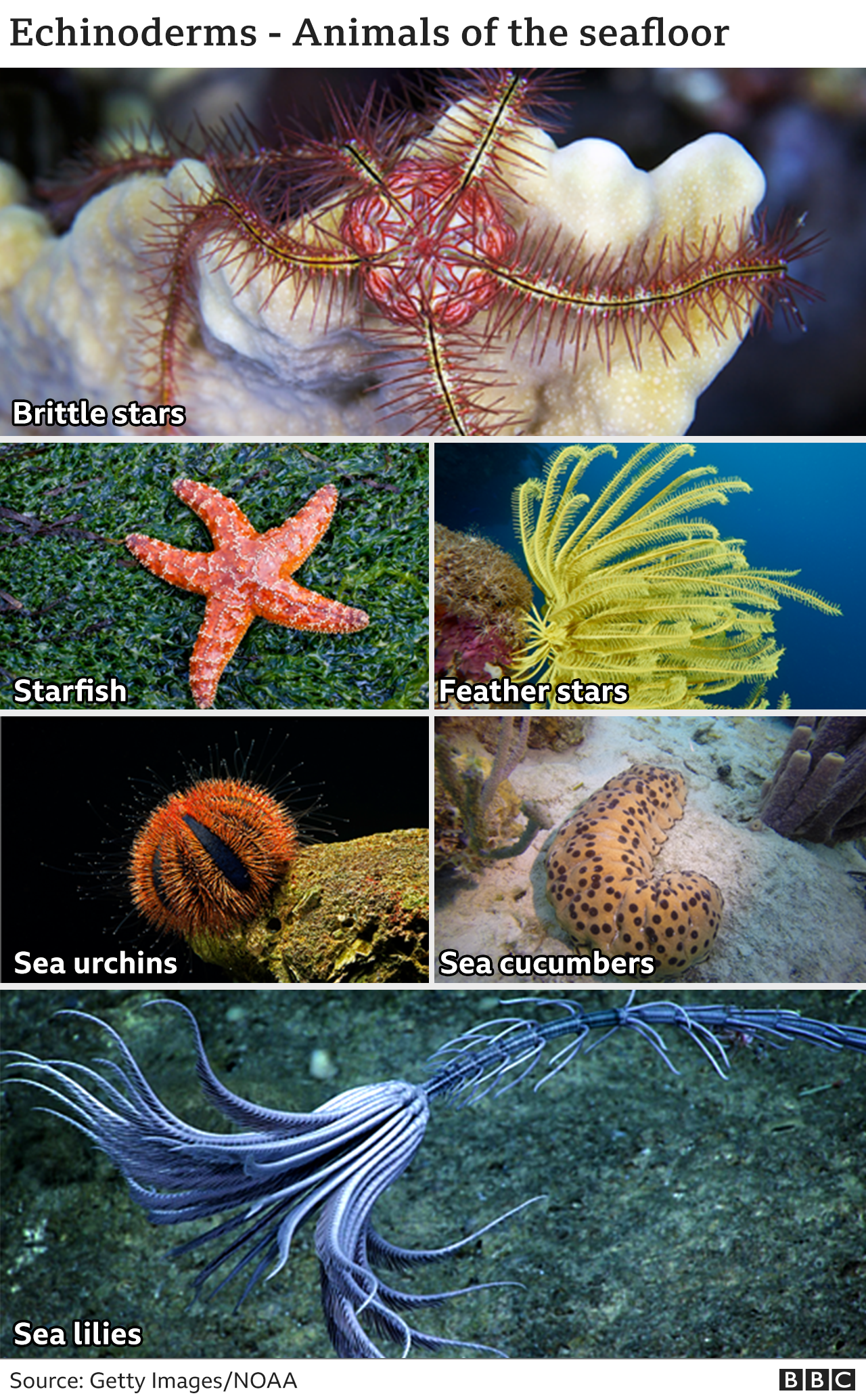 _119468538_echinoderms640v2_2x-nc.png