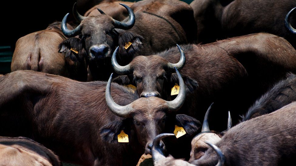 Дикие буйволы в загоне ждут переселения в национальном парке Горонгоса