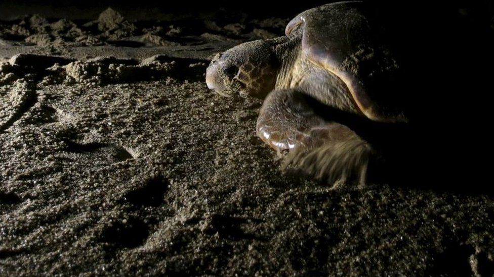 A loggerhead sea turtle (Caretta caretta) crawls to the sea after laying her eggs on the beach, about 4km from the mouth of Rio Doce in Regencia village November 20, 2015.