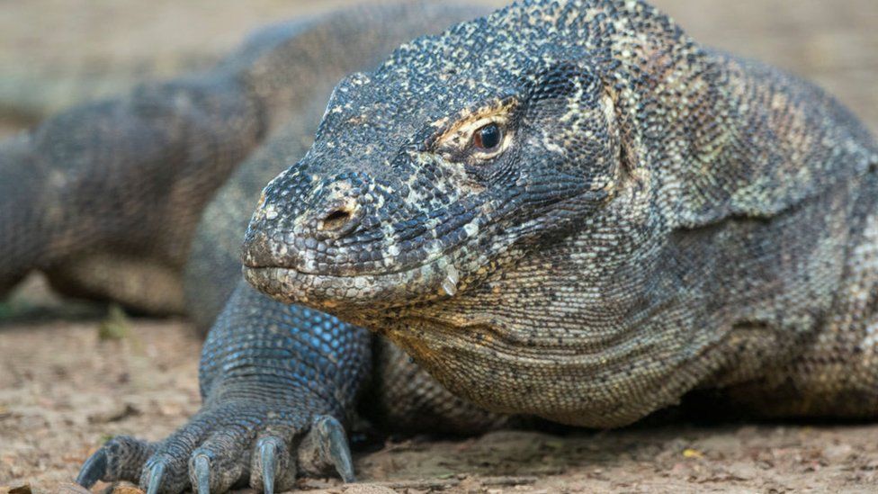 Komodo dragons in Indonesia