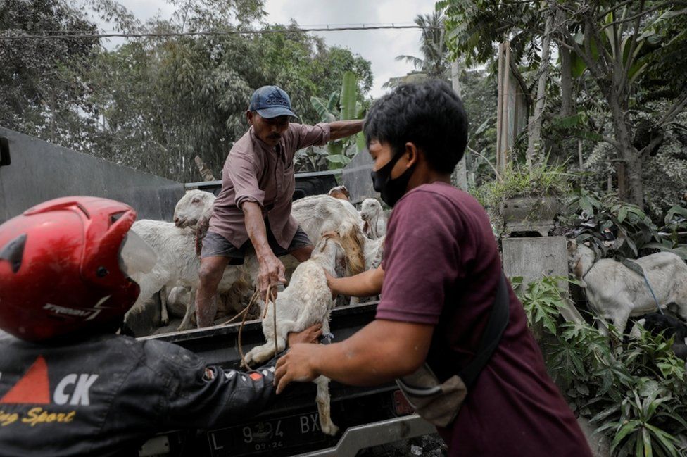 Locals evacuate their livestock at Sumberwuluh village following the eruption of Mt Semeru in Lumajang district, East Java province, Indonesia