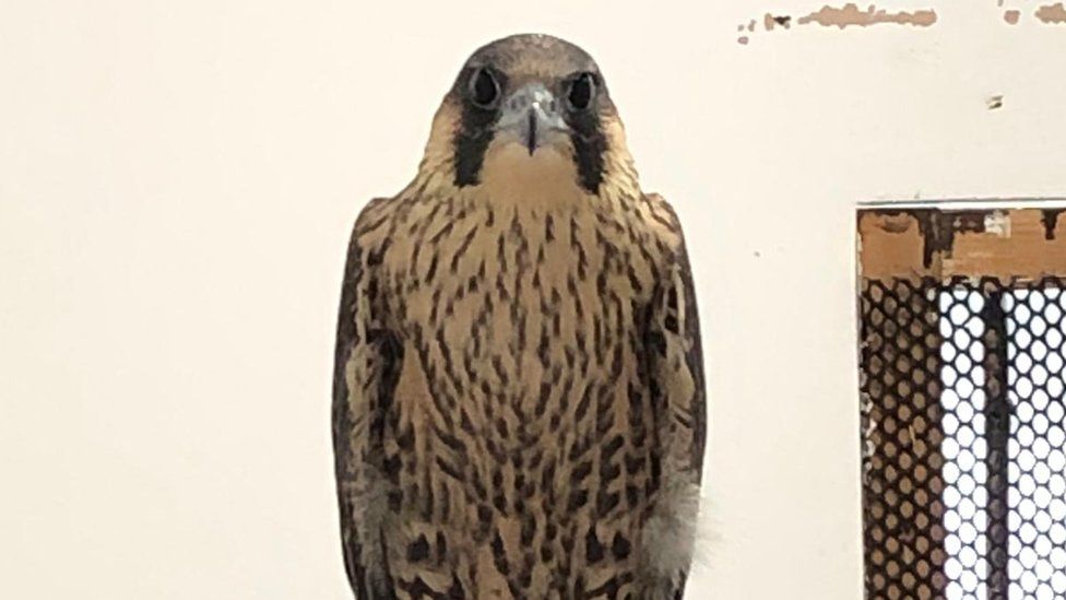 Peregrine Falcon AA
