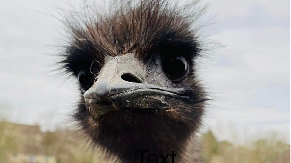 Cha Cha the emu
