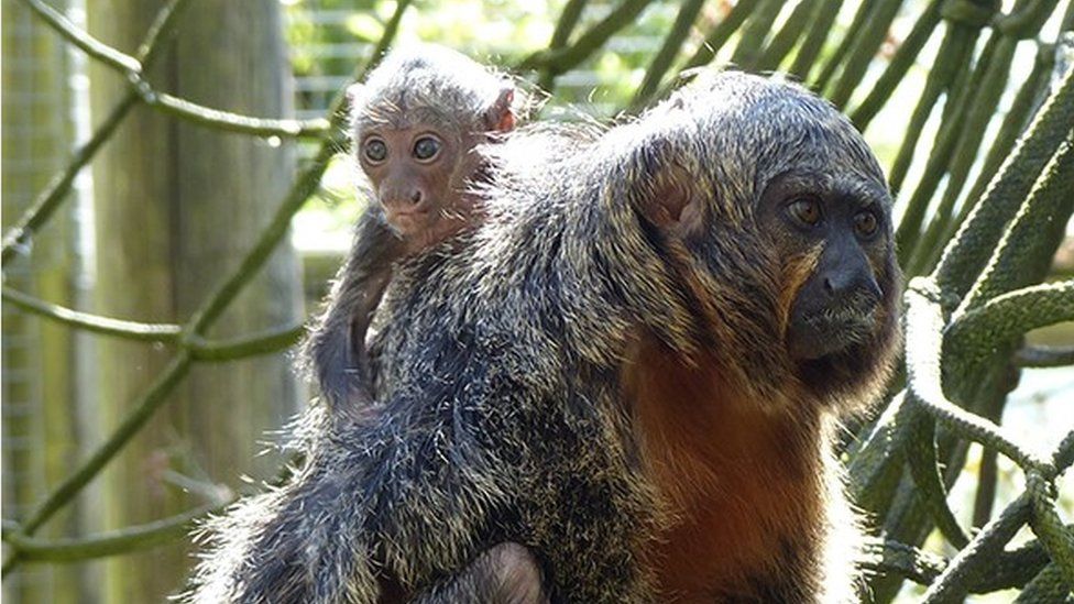 A photo of the monkey and its mum