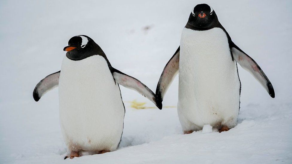 New arrival at Hull's The Deep as gentoo penguin chick hatches - BBC News