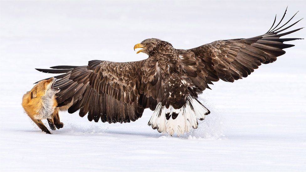 A fox snaps at a large eagle with is wings outstretched in an icy landscape