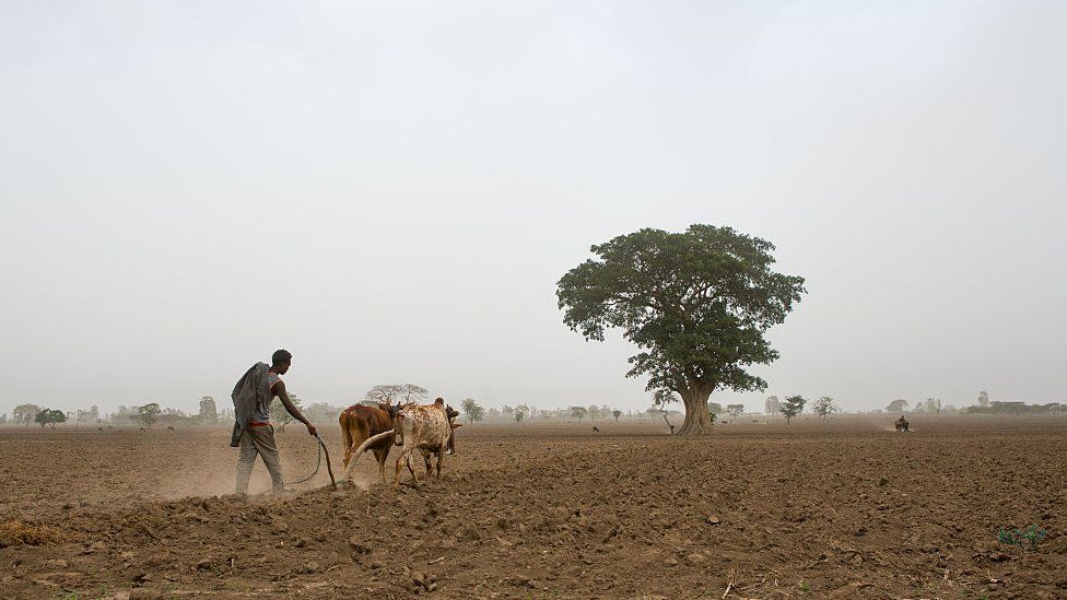 Man ploughing field in Ethiopia
