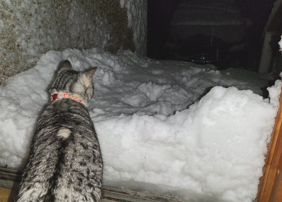 Cat looking at snow at Upper Voe