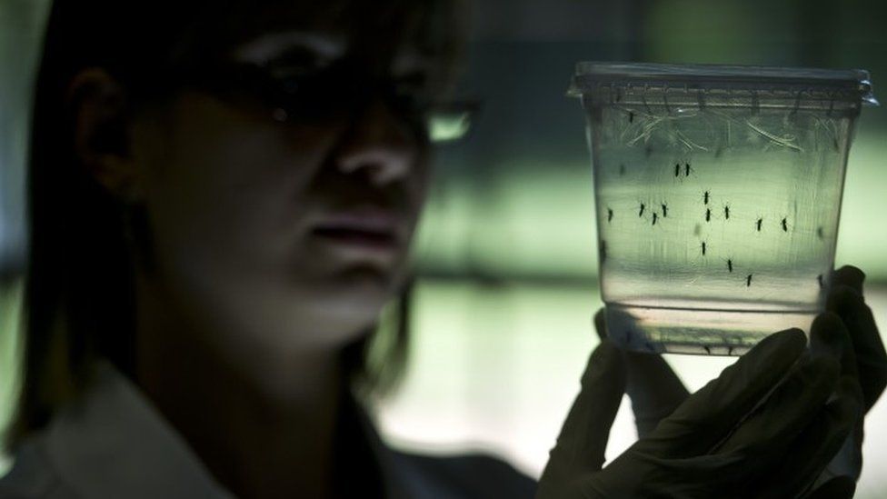 A researcher looks at Aedes aegypti mosquitoes kept in a container at a lab of the Institute of Biomedical Sciences of the Sao Paulo University, on January 8, 2016 in Sao Paulo, Brazil.