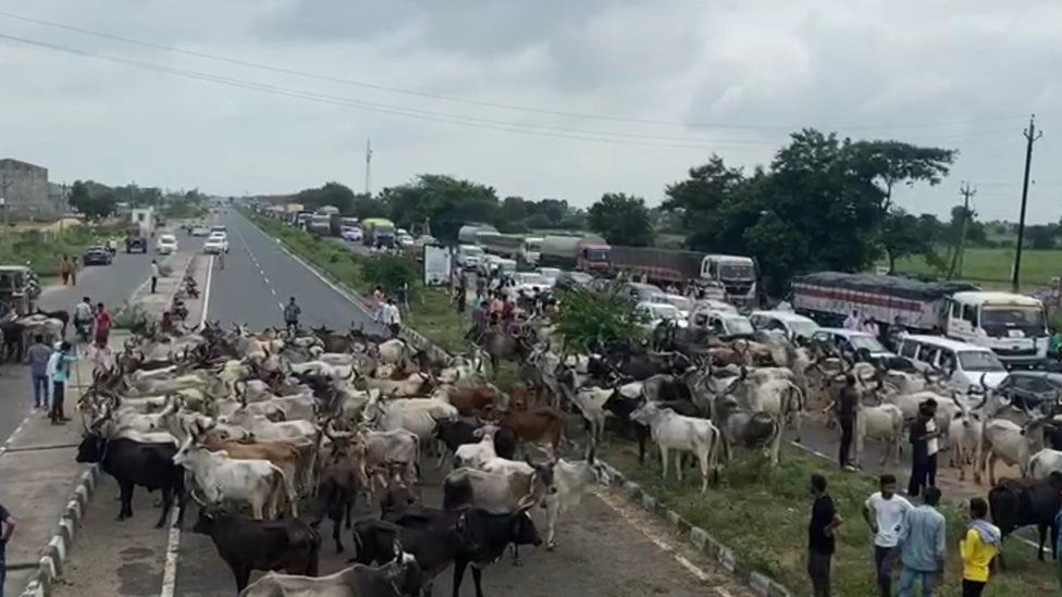 Cows block a national highway in Gujarat