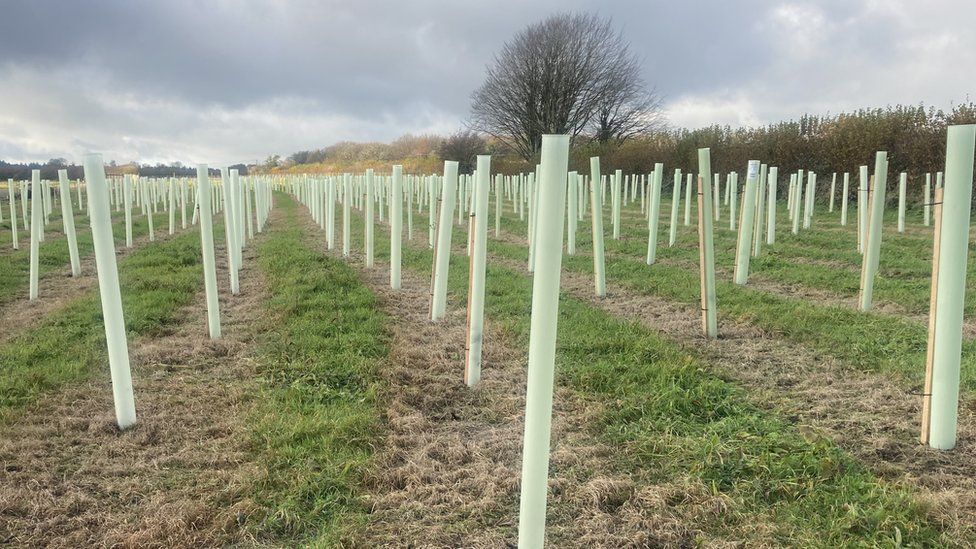 Rows of tree guards showing the first trees to be planted to the west of the Stourhead estate