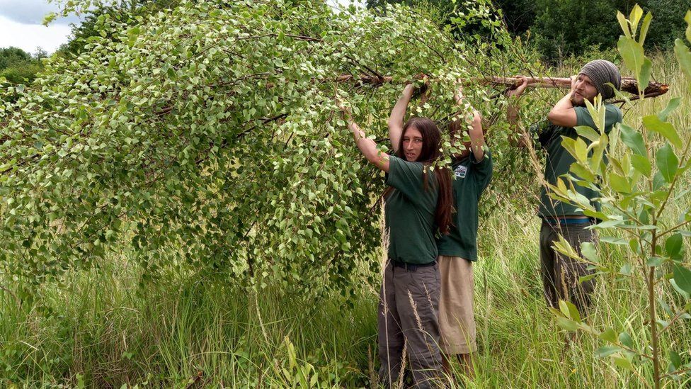 Three people carrying a tree