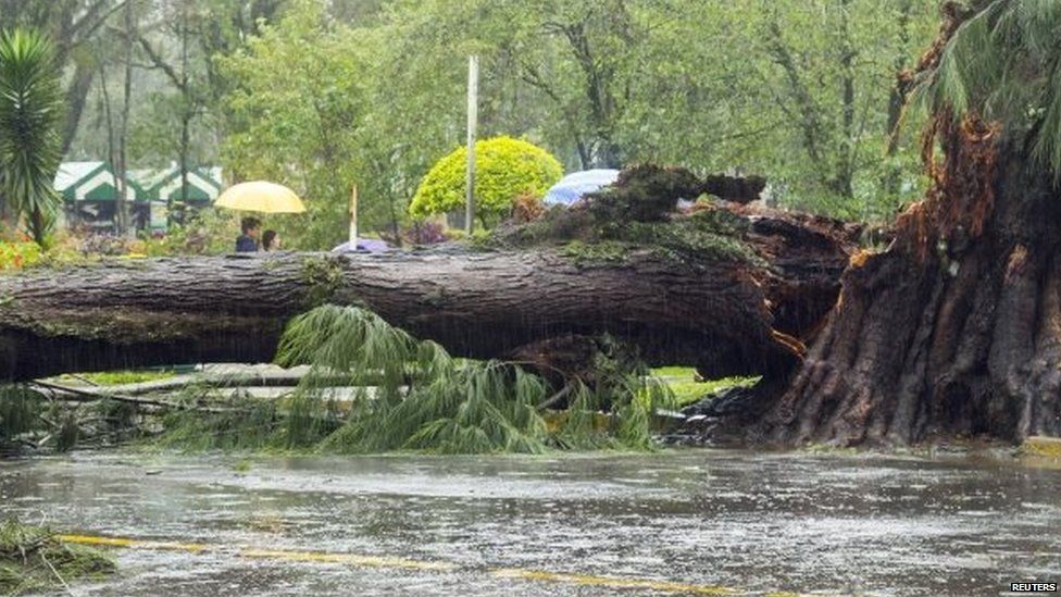 A tree lies on a road after it was toppled by Typhoon Goni in Baguio City 22/08/2015
