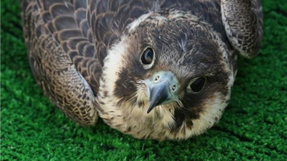 Falcon