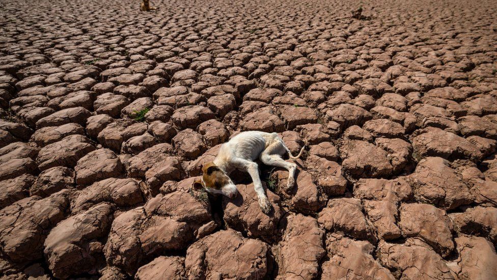 Dogs lay on cracked earth at al-Massira dam in Ouled Essi Masseoud village, some 140 kilometres (85 miles) south of Casablanca, on March 6, 2024.