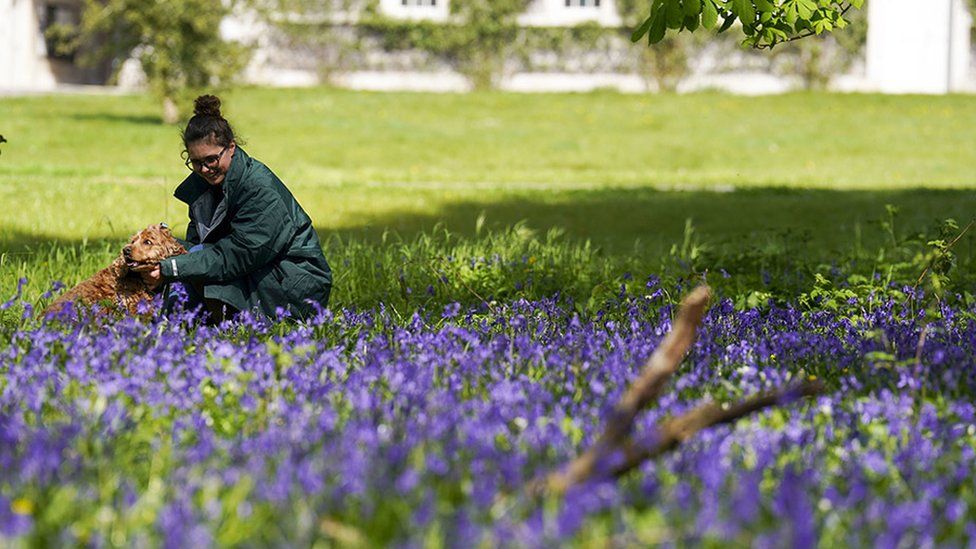 Elliece Kempster looks at the bluebells on the Goodwood Estate in Sussex