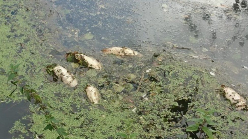 Dead fish in the River Frome