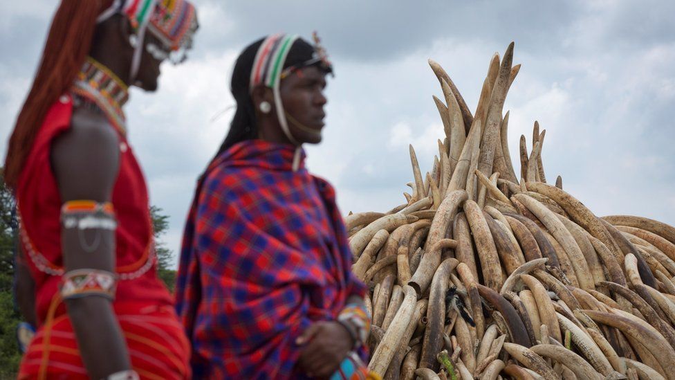 Kenyan women pass a pyre of ivory in in Nairobi National Park, Kenya, 28 April