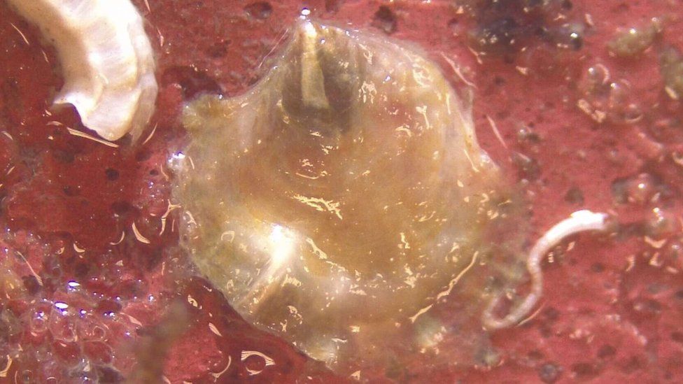 Baby oyster