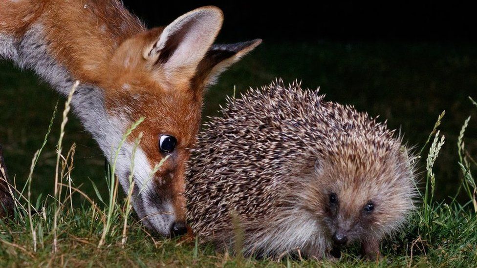 A young fox sniffs a hedgehog at night time in a garden in Amersham, England